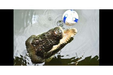 Les crocodiles montrent leur côté joueur