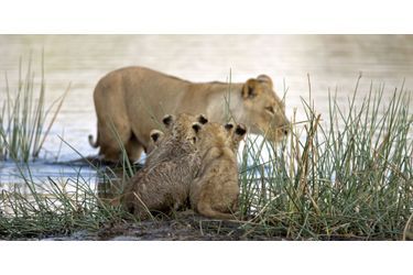 Les lionceaux apeurés ont dû attendre l&#039;arrivée des lionnes pour traverser