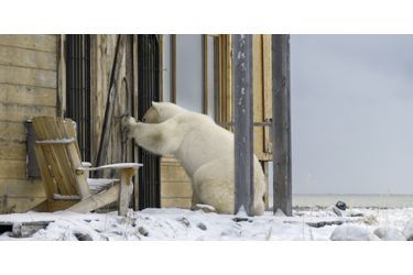 Les ours curieux ont tenté de s&#039;inviter chez des Canadiens