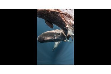 <br />
Naissance d’un baleineau:Une de mes expériences les plus incroyables. Je me suis trouvé par hasard au milieu d’une « baleines party ». Une mère venait de donner naissance à un baleineau et elle le montrait à toutes ses copines. Y compris à nous ! Un moment magique. 