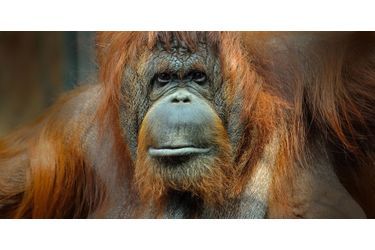 Orang-outan de Bornéo femelle adulte 