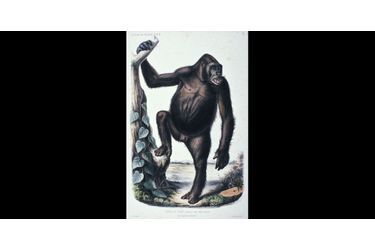 Un bonobo, archives du MHNH