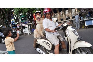 Ace et Armani, les chiens qui aimaient faire du scooter
