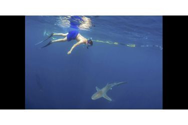Dans l&#039;eau d&#039;Hawaï avec les requins 