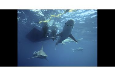 Dans l&#039;eau d&#039;Hawaï avec les requins 
