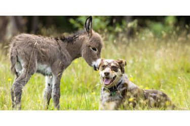 L'amitié insolite de Siesta le bébé âne et Sudo le berger australien
