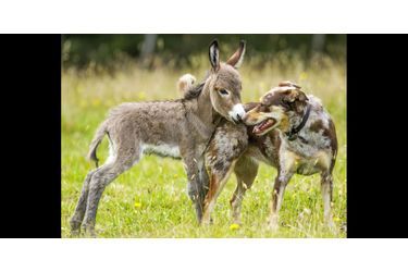 L'amitié insolite de Siesta le bébé âne et Sudo le berger australien