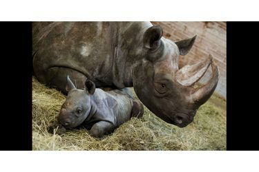 Premier anniversaire pour Maruska le rhinocéros