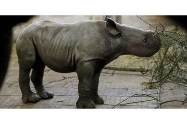 Premier anniversaire pour Maruska le rhinocéros