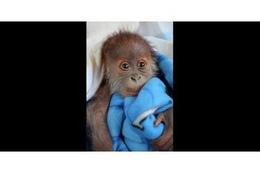 Abandonné par sa mère, ce petit orang outan est élevé à la main par les soigneurs du zoo de Berlin