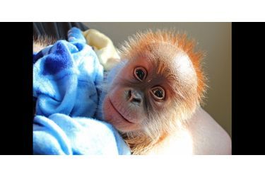 Abandonné par sa mère, ce petit orang outan est élevé à la main par les soigneurs du zoo de Berlin