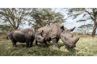 Au Lewa Wildlife Conservancy, au milieu de la forêt Ngare Ndare, les soigneurs élèvent avec énormément de soin trois bébés rhinocéros dont les parents ont été tués par des braconniers. Retrouvez le diaporama ici<br />
