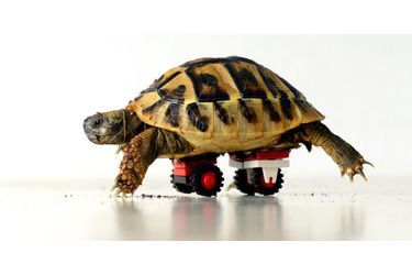 Cette tortue ne pouvait marcher, mais un bon samaritain lui a concocté un petit équipement composé de roues, et fabriqué à base... de Legos.Retrouvez le diaporama ici<br />

