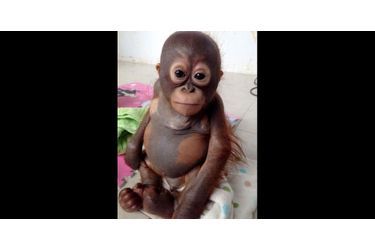 Budi le petit orang outan recueilli et soigné