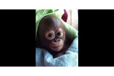 Budi le petit orang outan recueilli et soigné