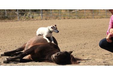 Dally le Jack Russell et Spanky le cheval miniature