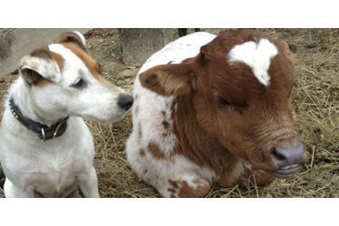 Dally le Jack Russell et Spanky le cheval miniature