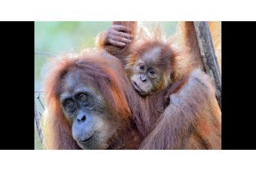Des volontaires recueillent et soignent les orang-outans victimes de la déforestation à Sumatra