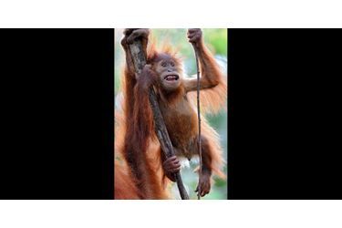 Des volontaires recueillent et soignent les orang-outans victimes de la déforestation à Sumatra