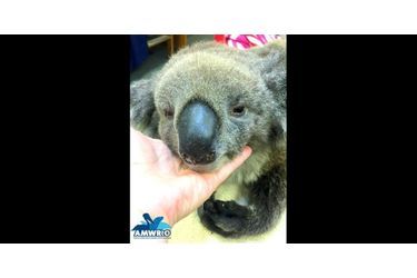 Jeremy le koala soigné pour des brûlures