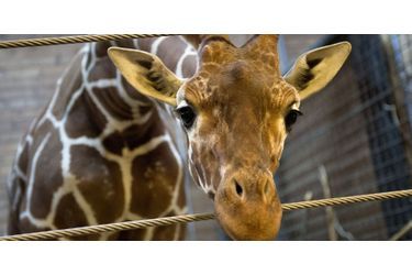Marius, un girafon d’un an et demi a été euthanasié au zoo de Copenhague. La raison? Il est préconisé en Europe d’éviter la consanguinité entre les girafes. Comble de l’horreur, l’autopsie s’est déroulée en public, devant de nombreux enfants.Retrouvez l&#039;article ici<br />
