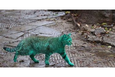 Le chat de Varna lorsque son pelage était encore bien vert, en décembre dernier