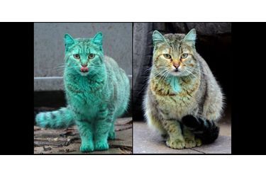 Le chat de Varna n&#039;est plus si vert
