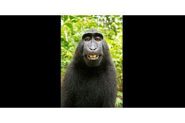 Les images datent de 2011 et elles avaient fait le tour du monde. On pouvait y voir un macaque à crête faire des photos de lui-même, des selfies, grâce à l&#039;appareil du photographe britannique David Slater.Retrouvez le diaporama ici<br />

