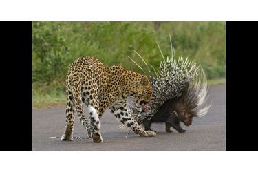 Un léopard voulant s&#039;en prendre à un porc-épic a été pris au piège des piquants du rongeur. Blessé, le félin a battu en retraite.Retrouvez le diaporama ici<br />
