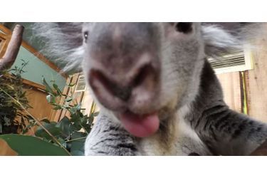 Les animaux du zoo d'Edimbourg posent pour des selfies