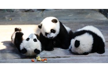 Les pandas triplés<br />
 nés le 29 juillet dernier au sein du Chimelong Safari Park de Guangzhou, en Chine, ont enfin intégré l&#039;enclos de leur mère Juxiao, après avoir passé leurs quatre premiers mois sous la surveillance attentive des soigneurs.Retrouvez le diaporama ici<br />
