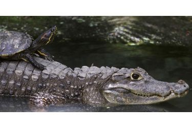 Un jeune alligator s’est échappé du zoo de GarLyn, dans le Michigan, apparemment aidé par une tortue. Retrouvez l&#039;article ici<br />
