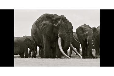 Le cadavre de Satao, un éléphant aux énormes défenses du parc national kényan de Tsavo, a été retrouvé le 30 mai dernier. Il a été empoisonné par des braconniers pour s’emparer de ses défenses.Retrouvez l&#039;article ici<br />
