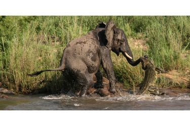 Scène de combat entre un éléphant et un crocodile