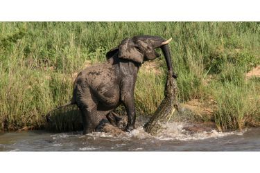 Scène de combat entre un éléphant et un crocodile