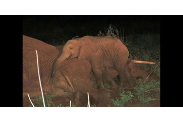A seulement cinq mois, l&#039;éléphanteau Sokotei a perdu sa mère, victime d&#039;une infection au Kenya. Lorsque les sauveteurs du David Sheldrick Wildlife Trust ont tenté de le récupérer, le petit a refusé de quitter la dépouille de sa mère.Retrouvez le diaporama ici<br />
