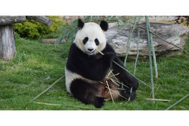 Sous le soleil du printemps, les visiteurs sont nombreux à s’émerveiller des moindres faits et gestes de Huan Huan, la femelle panda du ZooParc de Beauval<br />
.