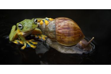 La grenouille et l'escargot - La chevauchée fantastique