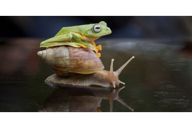 La grenouille et l'escargot - La chevauchée fantastique