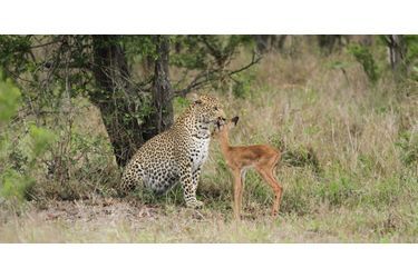 L'étrange amitié du léopard et de l'impala - En Afrique du Sud