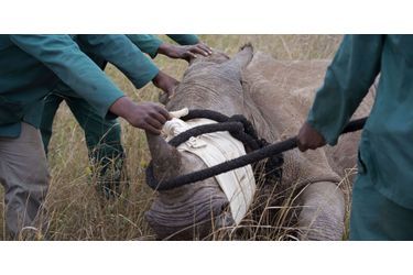 Evacuation d&#039;un rhinocéros à Hluhluwe, en octobre 2014. Deux Vietnamiens ont été arrêtés pour le meurtre de son congénère