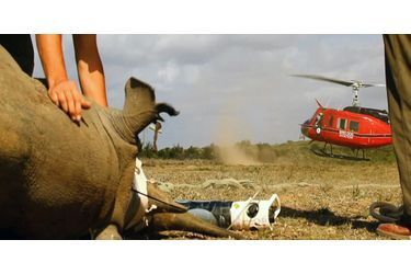 Evacuation d&#039;un rhinocéros depuis le Cap Oriental, en août 2014