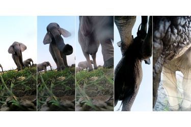 L&#039;éléphant et la GoPro