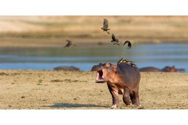 L'hippopotame qui fait fuir les oiseaux