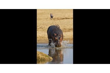 L'hippopotame qui fait fuir les oiseaux