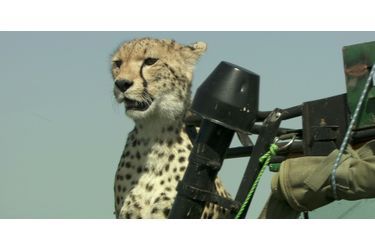 Les guépards et la GoPro