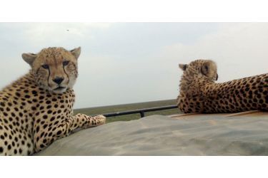 Les guépards et la GoPro