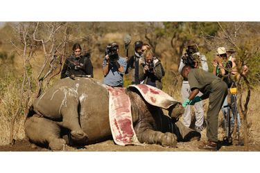 Les médias filment la carcasse d&#039;un rhinocéros tués par les braconniers dans le parc national Kruger, en septembre 2014