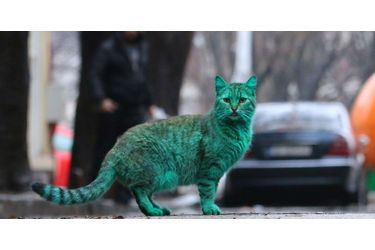 On ignore d&#039;où le chat tire sa coloration verte