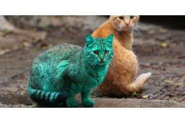 On ignore d&#039;où le chat tire sa coloration verte